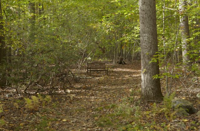 Woods with bench #2-Fall 2012_ 27